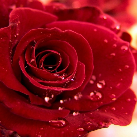 Meet your Posher, Cheryl - Picture 1 of 1